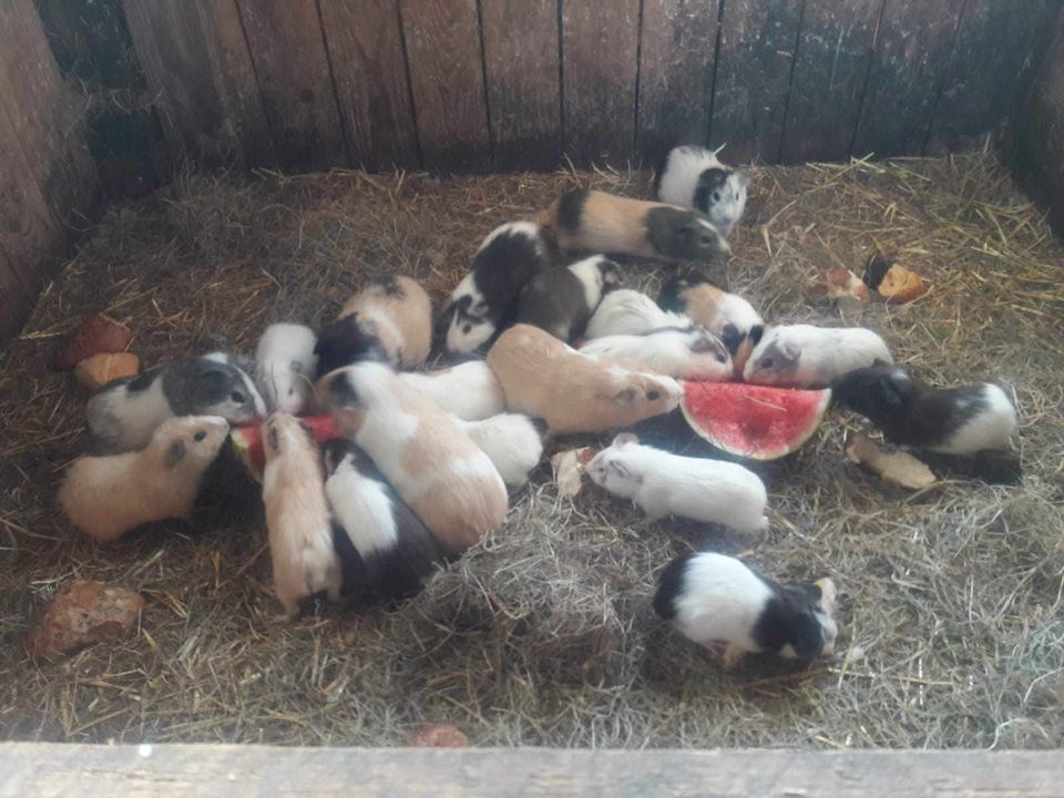 Viele bunte Meerschweinchen, Weibchen und Böckchen abzugeben! in Waldbröl