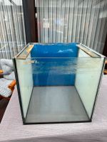 Aquarium Zuchtwürfel Diskus&Skaler 50x50 Nordrhein-Westfalen - Monheim am Rhein Vorschau