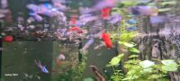 Endler guppys aquarium Fische Niedersachsen - Haren (Ems) Vorschau