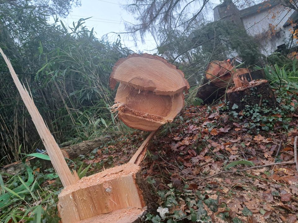 Holzeinschlag brennholz kegelspalter forstdienstleistungen in Bermel