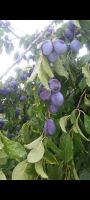 Zwetschgenbäume Bühler Alte Sorte bio Obst Pflaumen Garten Ludwigslust - Landkreis - Malliß Vorschau