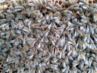 Carnica Bienen Bienenvölker Wirtschaftsvolk Zandermaß Niedersachsen - Hemmingen Vorschau