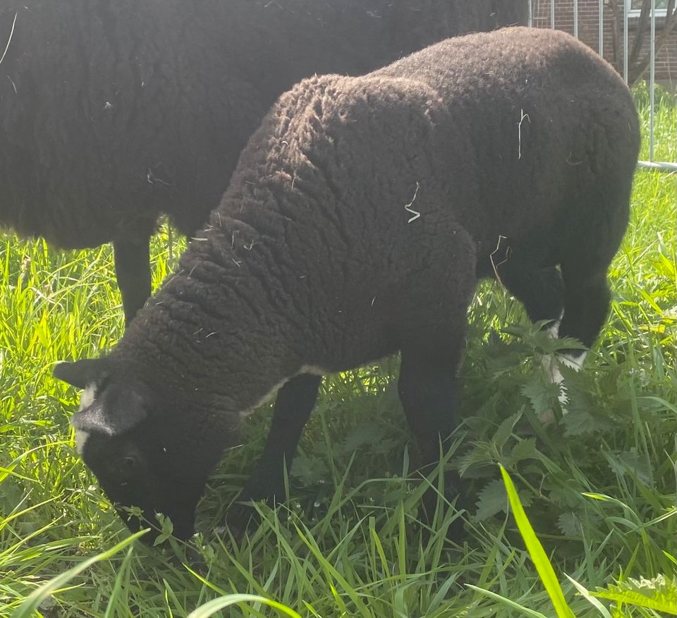 Gescheckter Ostfriesischer Milchschaf Lammbock Herdbuch in Kranenburg