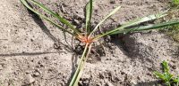 Yucca Palme zu verkaufen Mecklenburg-Vorpommern - Samtens Vorschau