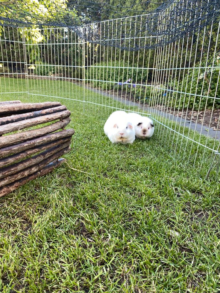 UrlaubsBetreuung für ihr Kaninchen/Meerschweinchen in Ellerau 