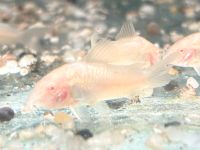 Metallpanzerwels albino 2,50€  Corydoras aeneus Panzerwels Baden-Württemberg - Rangendingen Vorschau