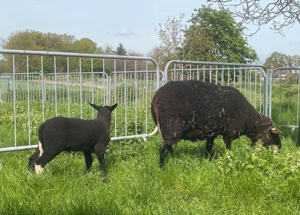 Gescheckter Ostfriesischer Milchschaf Lammbock Herdbuch in Kranenburg