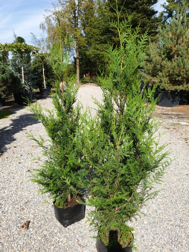 Thuja-Zentrum: Brabant 125-150 7,95 bis Smaragd 225-250 ab 49,00 in Leutkirch im Allgäu