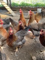 Bruteier Bielefelder Kennhuhn Hessen - Künzell Vorschau