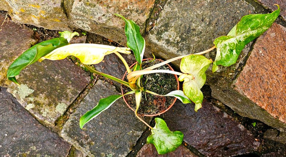 Philodendron Paraiso Verde Variegata - M33 in Obertshausen