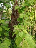 Bienenschwarm einfangen, abholen und umsiedeln Imker Imkerei Chemnitz - Rabenstein Vorschau