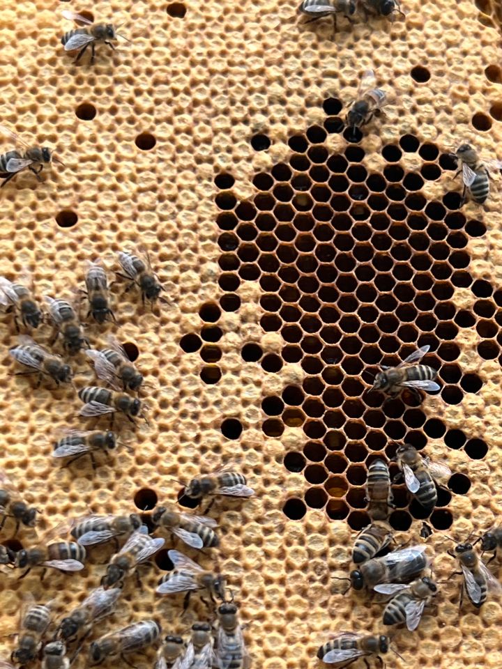 Carnica Bienen Ableger zu verkaufen in Abtsteinach