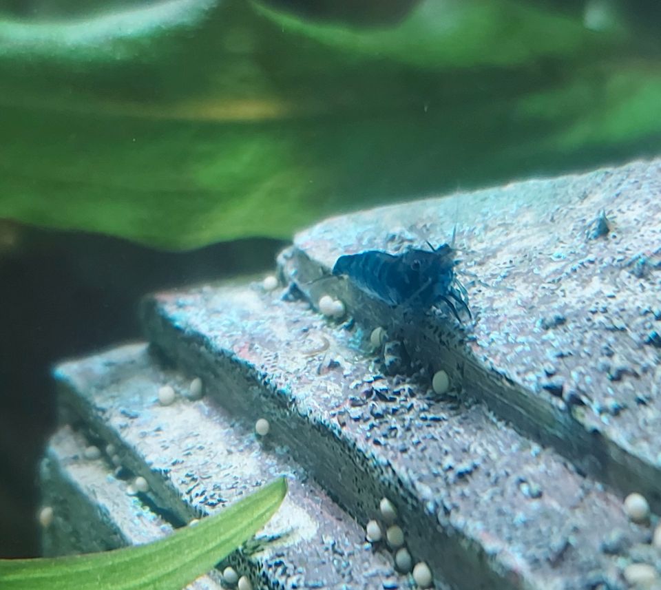 Biete Blue Dream Zwerggarnelen an ( Neocaridina) in Gernsheim 