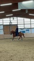 Ich suche eine zuverlässige Reitbeteiligung für mein Pferd! Nordrhein-Westfalen - Meinerzhagen Vorschau
