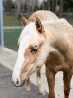 Quarter Horse Stute 2023 Sachsen - Neumark Vorschau