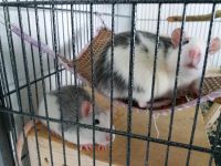 Husky Ratten 25 € für Beide Niedersachsen - Braunschweig Vorschau