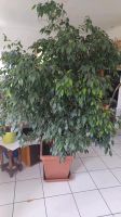 Große wunderschöne Zimmerpflanze Ficus Bayern - Fürstenfeldbruck Vorschau