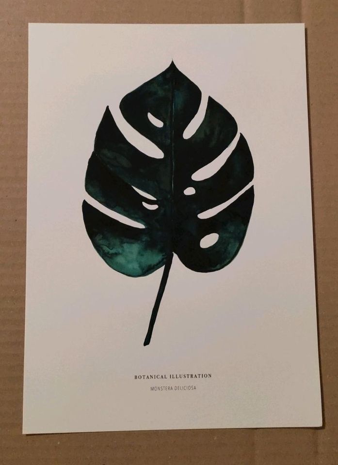 Illustration "Monstera Deliciosa" in Heidelberg