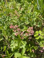 2 Heuchera Purpurglöckchen rosa winterfest immergrün Brandenburg - Alt Tucheband Vorschau