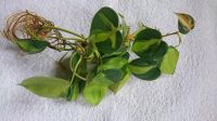 Philodendron scandens brasil Hessen - Reichelsheim (Odenwald) Vorschau