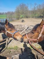 Reitbeiligung an zwei Stuten zu vergeben Bielefeld - Schildesche Vorschau