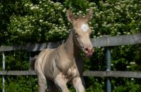 Top Quarter Horse Hengstfohlen in Sonderfarbe Kr. Passau - Passau Vorschau