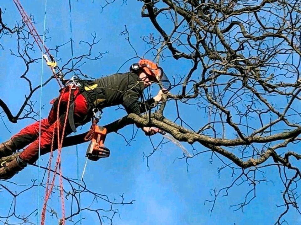 Baumpflege Baumkontrolle Baumfällung Seilklettertechnik in Bremerhaven