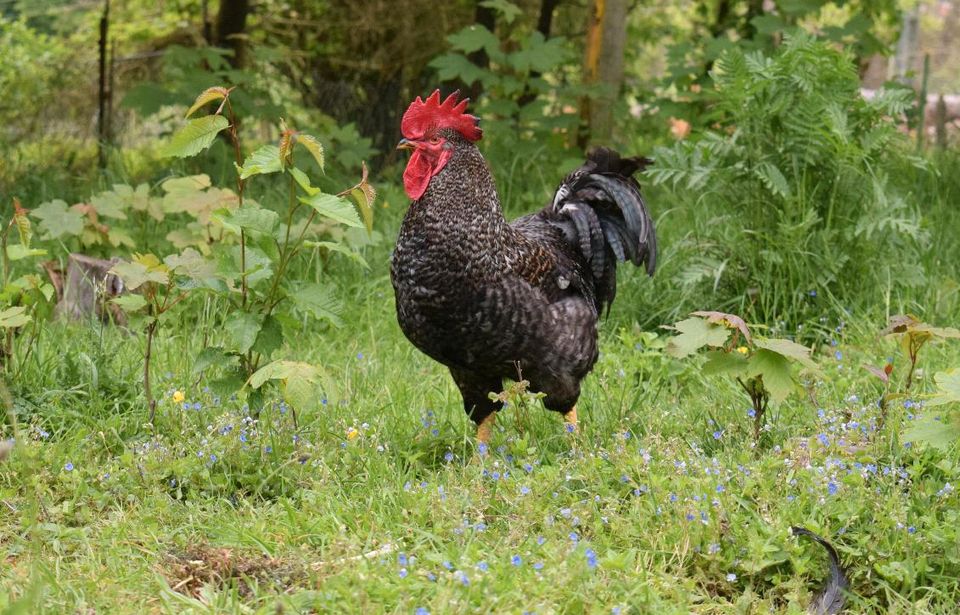 Tierschutz-Hähne suchen ein Zuhause ♥️ in Leichlingen