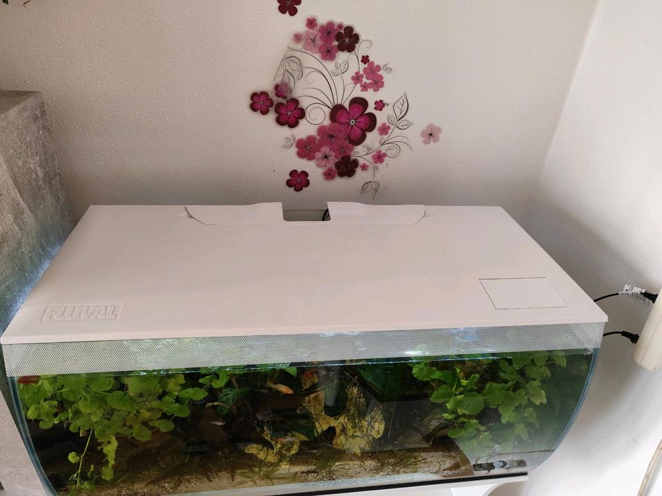 Flex Aquarium 123 Liter mit Unterschrank in Plauen