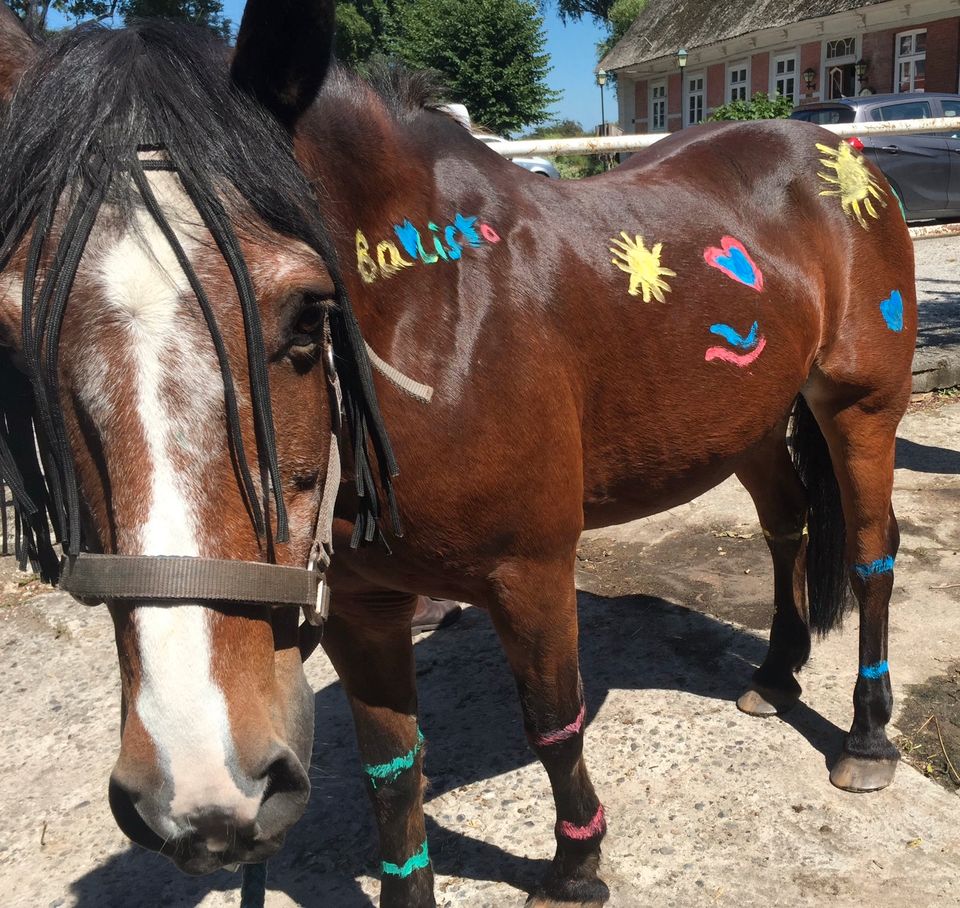 Reitbeteiligungen/ Kinderpony in Brunsbek