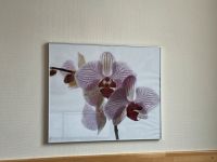 Orchidee Bild gerahmt Wand Deko Sachsen-Anhalt - Niederndodeleben Vorschau