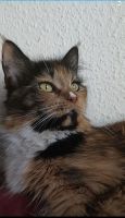 Maine Coon Katze such neues Zuhause Leipzig - Anger-Crottendorf Vorschau