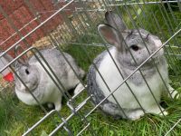 Geschwisterpaar (Kaninchen) sucht ein neues Zuhause Thüringen - Gera Vorschau