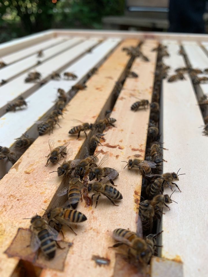 Bienen Ableger 4 bis 6 Rähmchen Zander Liebig in Düsseldorf
