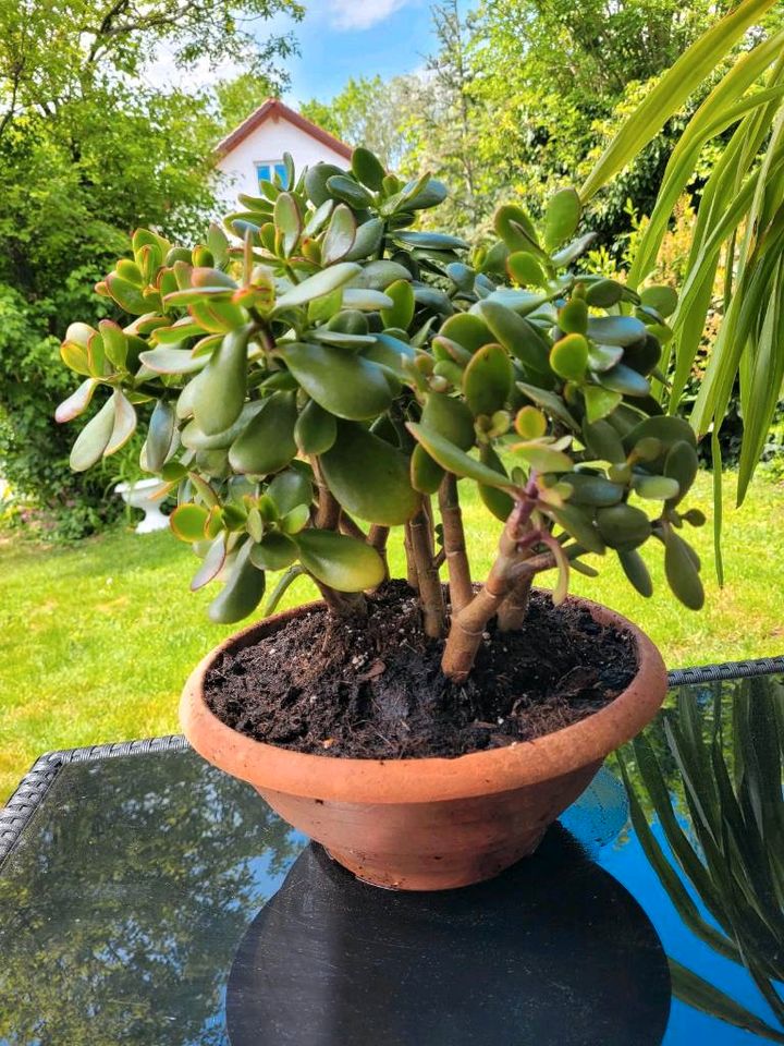 Geldbaum Crassula Ovata Glücksbaum Bonzei  Pflanze Zimmerpflanze in München