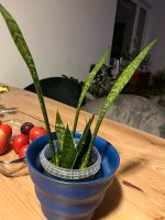 Pflegeleichte Pflanze-Bogenhanf Sansevieria trifasciata Laurentii Kr. München - Oberschleißheim Vorschau