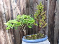 Bonsai Baum Hessen - Korbach Vorschau