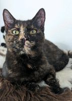 Katze Roxy seit 03.12.23 vermisst (schildpatt, Glückskatze) Bayern - Kumhausen Vorschau