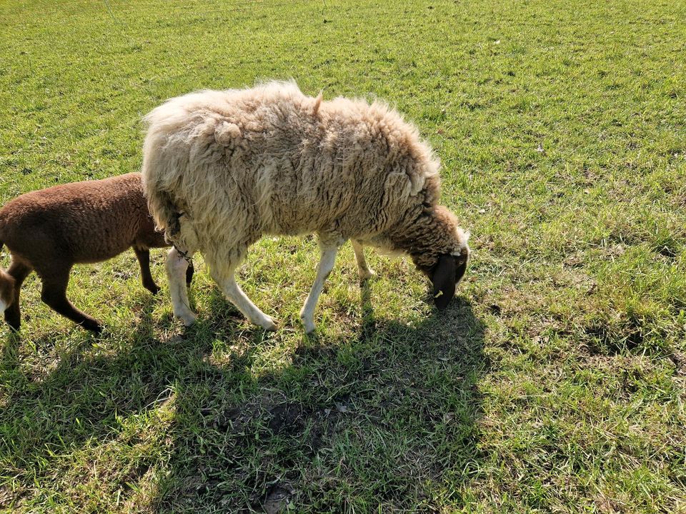 Bergschaf Aue in Löhne