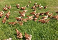 Verkaufe 1 Jahr alte Legehennen Henne Hennen Bayern - Zachenberg Vorschau