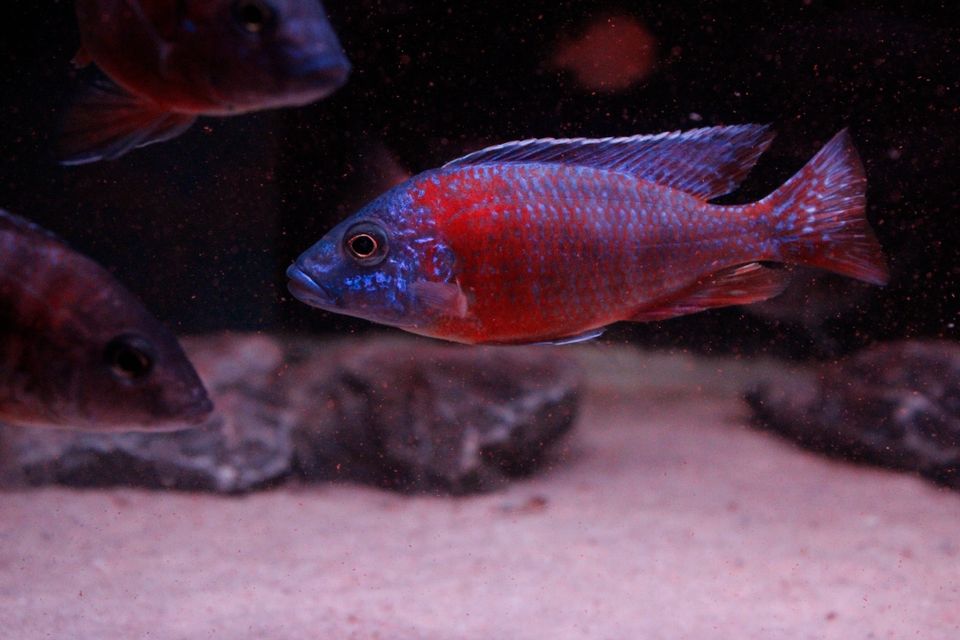 Aulonocara Red Rubin Malawi Kaiserbarsche Blau Rote cichlide in Eppelsheim