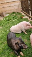 Mini schweine Thüringen - Tegau Vorschau