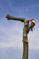 Alles rund um den Baum, Baumpflege, Baumfällungen, etc. Remscheid Nordrhein-Westfalen - Remscheid Vorschau