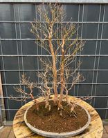 Bonsai Stewartie - Scheinkamelie Wald Rheinland-Pfalz - Böhl-Iggelheim Vorschau