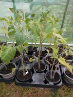 Tomatenpflanze Roma Niedersachsen - Warmsen Vorschau