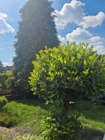 Lorbeer-Baum Niedersachsen - Garbsen Vorschau