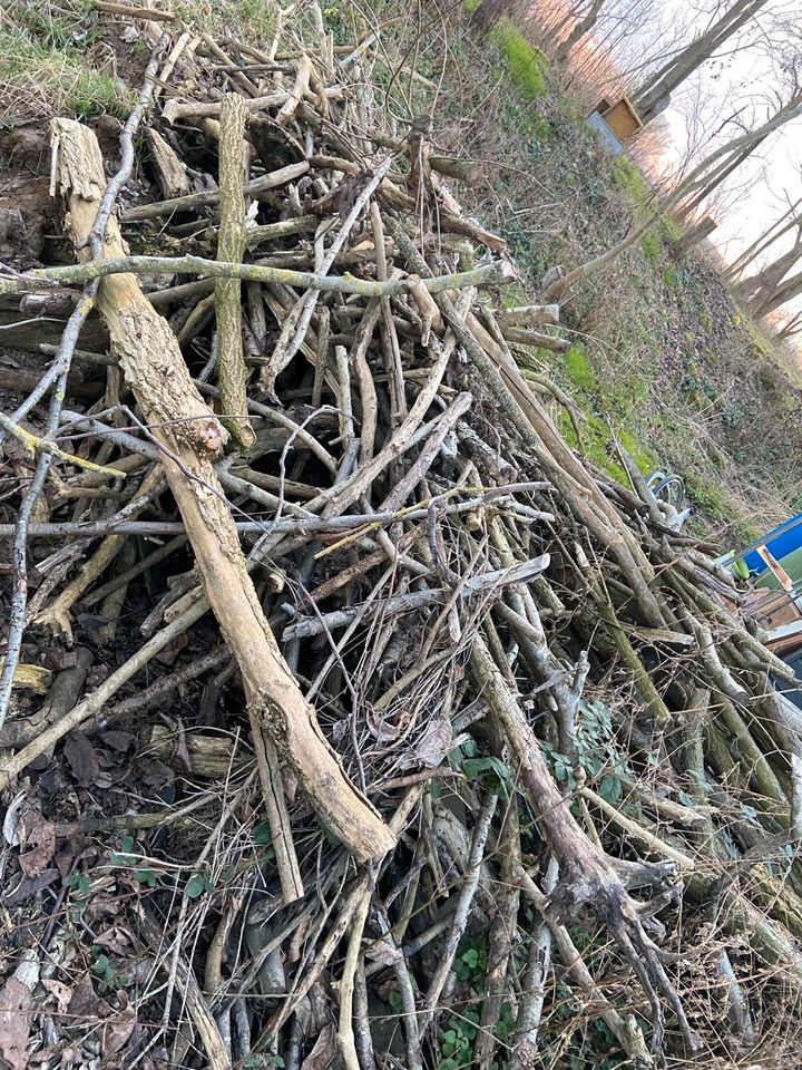 Brennholz Walnuss etc. verschiedene Bäume in Landau in der Pfalz