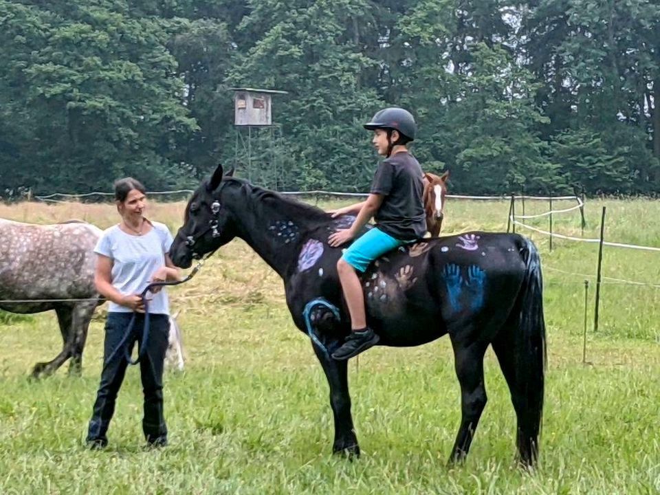 Reitbeteiligung und Pflegebeteiligung (Pferd sucht Reiter) in Winsen (Luhe)