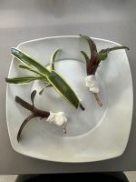 Bromelien Terrarium Ableger Nordrhein-Westfalen - Mönchengladbach Vorschau