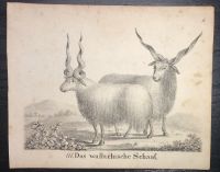 Lithographie: Tafel Nr. 111 “Das Wallachische Schaaf“ Rheinland-Pfalz - Bollendorf Vorschau